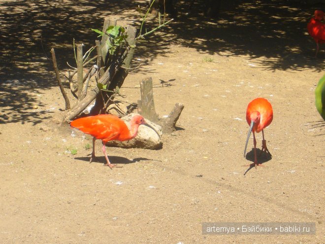 Все дороги ведут в Рим... Часть 4, заключительная. Зоопарк