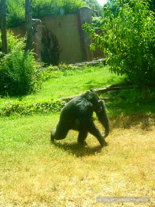Все дороги ведут в Рим... Часть 4, заключительная. Зоопарк
