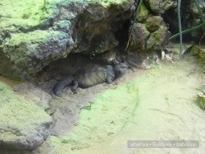 Все дороги ведут в Рим... Часть 4, заключительная. Зоопарк