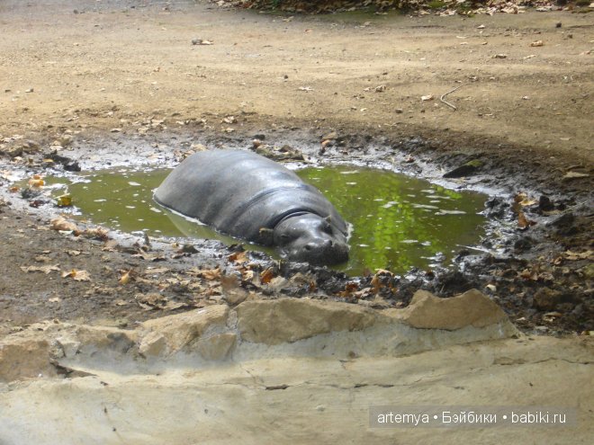 Все дороги ведут в Рим... Часть 4, заключительная. Зоопарк