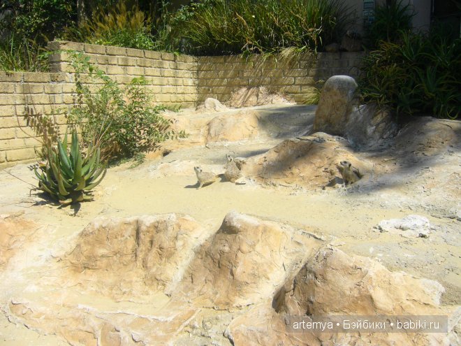 Все дороги ведут в Рим... Часть 4, заключительная. Зоопарк