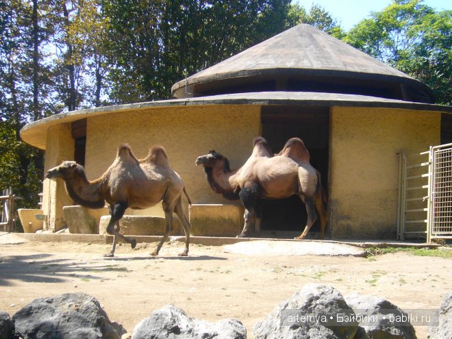 Все дороги ведут в Рим... Часть 4, заключительная. Зоопарк