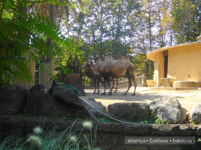 Все дороги ведут в Рим... Часть 4, заключительная. Зоопарк