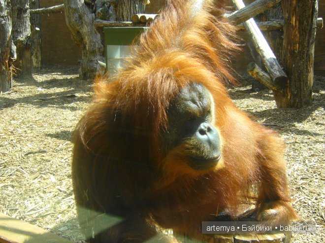 Все дороги ведут в Рим... Часть 4, заключительная. Зоопарк