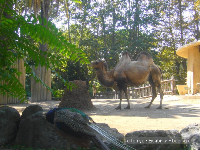 Все дороги ведут в Рим... Часть 4, заключительная. Зоопарк