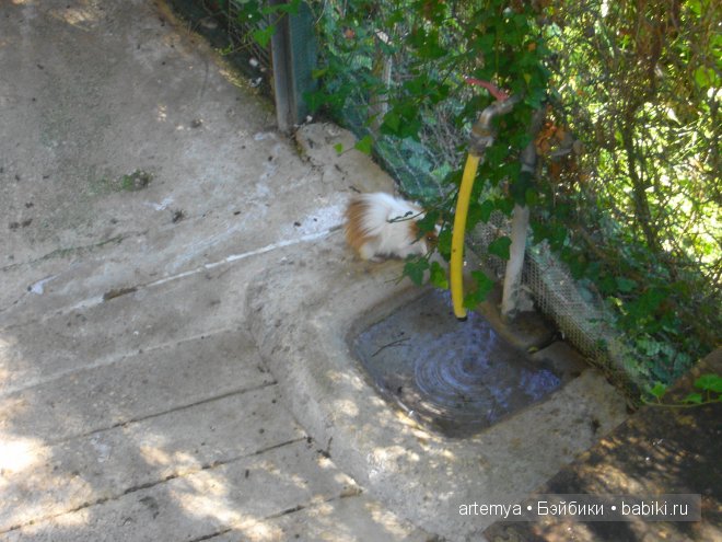 Все дороги ведут в Рим... Часть 4, заключительная. Зоопарк