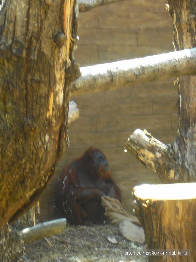 Все дороги ведут в Рим... Часть 4, заключительная. Зоопарк