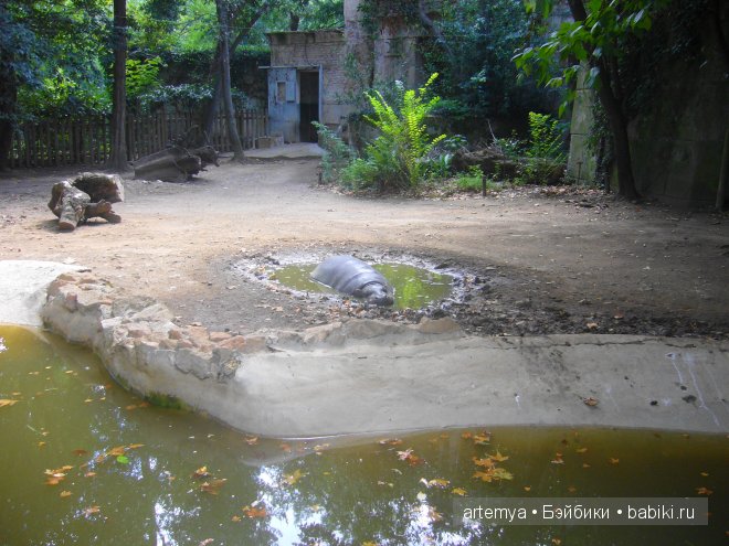Все дороги ведут в Рим... Часть 4, заключительная. Зоопарк