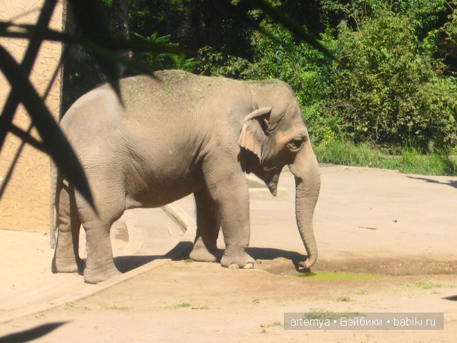 Все дороги ведут в Рим... Часть 4, заключительная. Зоопарк