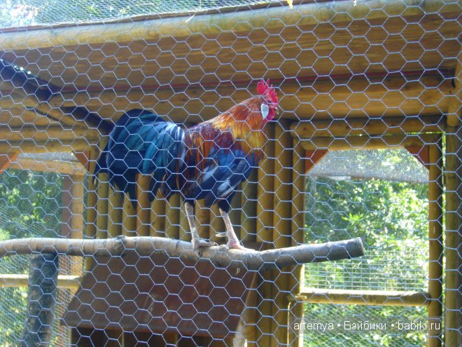 Все дороги ведут в Рим... Часть 4, заключительная. Зоопарк