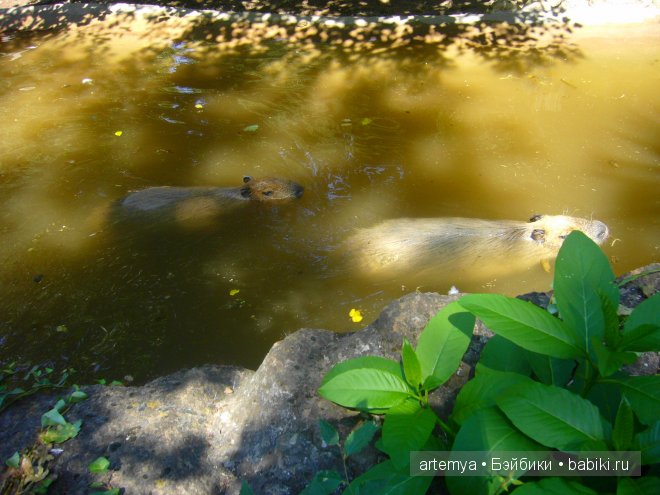 Все дороги ведут в Рим... Часть 4, заключительная. Зоопарк