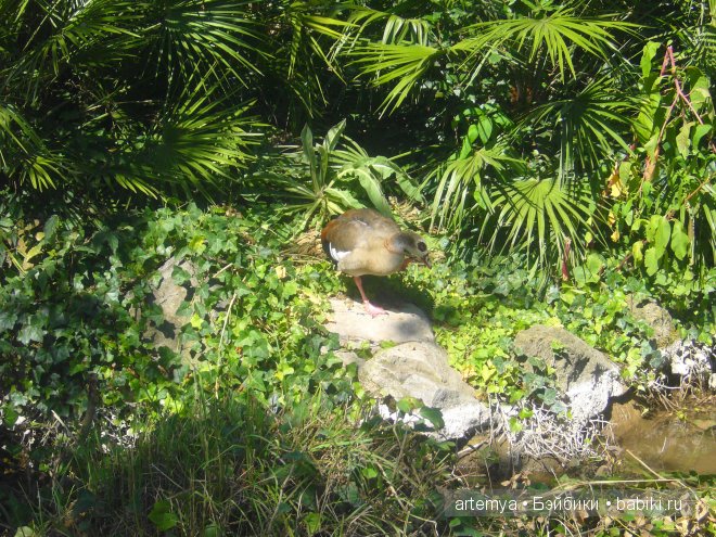 Все дороги ведут в Рим... Часть 4, заключительная. Зоопарк