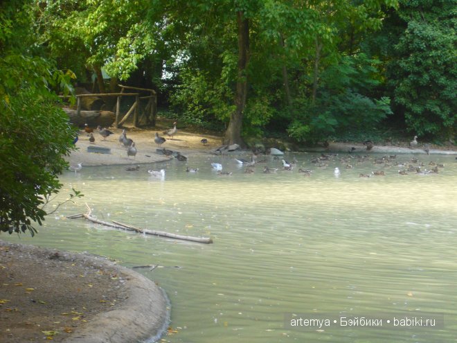 Все дороги ведут в Рим... Часть 4, заключительная. Зоопарк