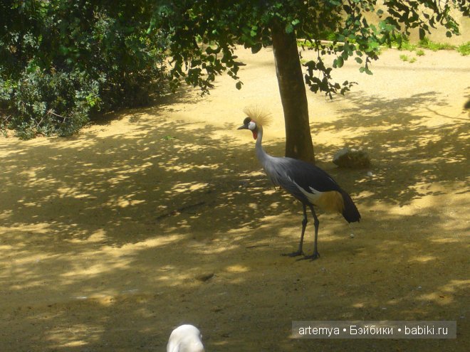 Все дороги ведут в Рим... Часть 4, заключительная. Зоопарк