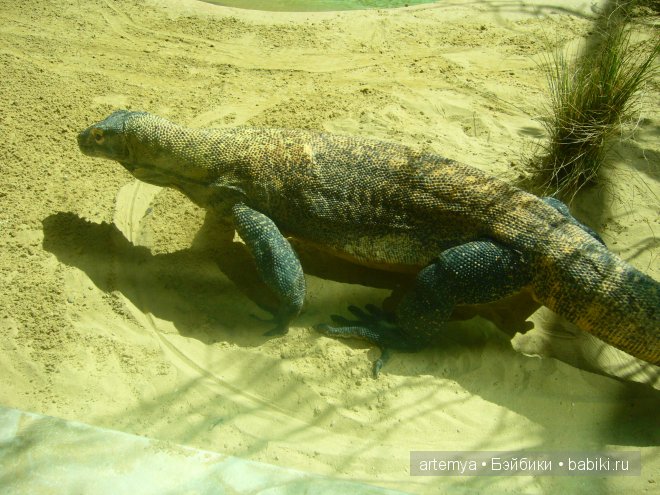 Все дороги ведут в Рим... Часть 4, заключительная. Зоопарк