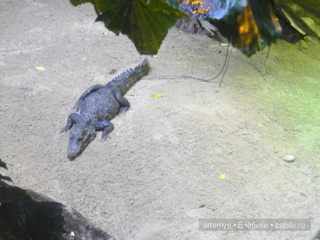 Все дороги ведут в Рим... Часть 4, заключительная. Зоопарк
