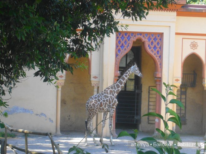 Все дороги ведут в Рим... Часть 4, заключительная. Зоопарк (фото 10)