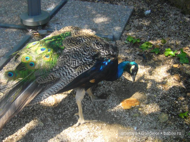 Все дороги ведут в Рим... Часть 4, заключительная. Зоопарк