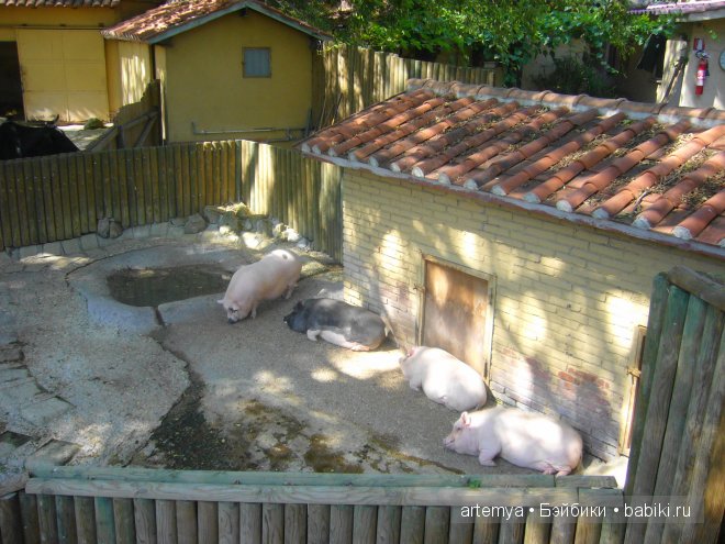 Все дороги ведут в Рим... Часть 4, заключительная. Зоопарк