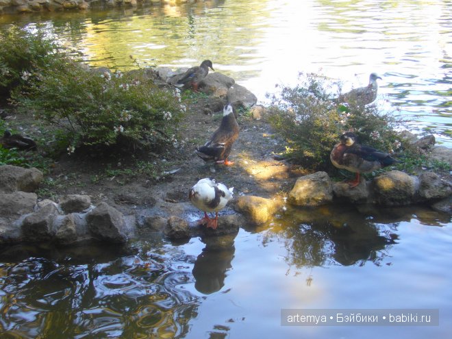 Все дороги ведут в Рим... Часть 4, заключительная. Зоопарк