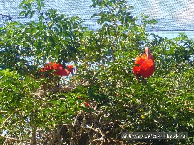 Все дороги ведут в Рим... Часть 4, заключительная. Зоопарк