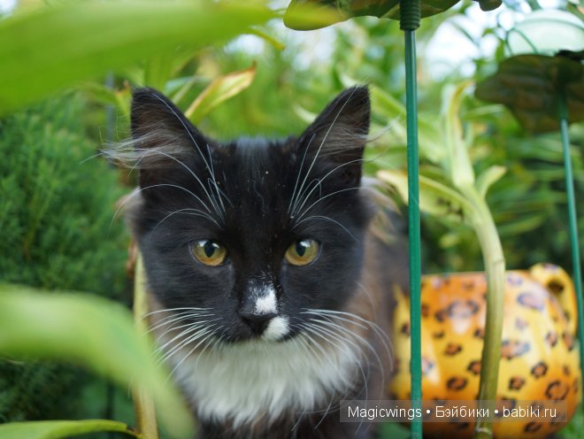 Анжелика от Angela Sutter и Миранда от Diana Effner (фото 10)