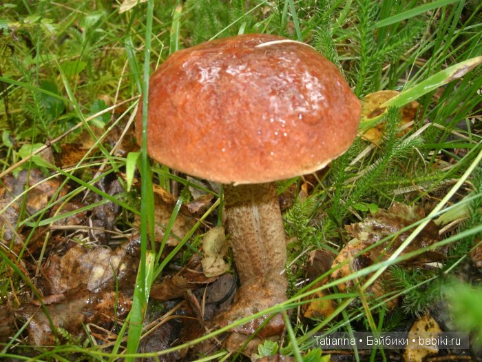 Турция? Египет? Липовка! Кукла Бонни, Иплхаус