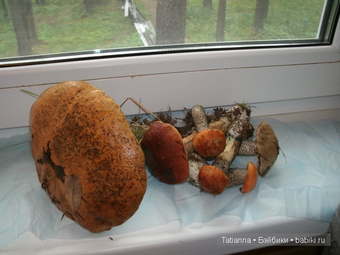 Турция? Египет? Липовка! Кукла Бонни, Иплхаус