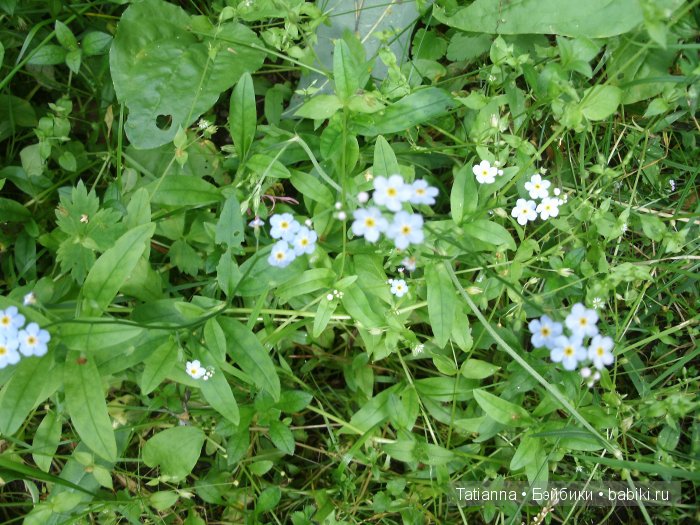 Турция? Египет? Липовка! Кукла Бонни, Иплхаус