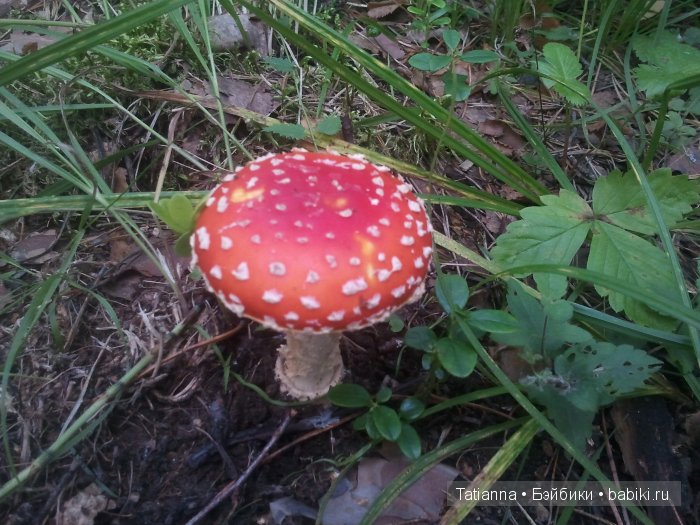 Турция? Египет? Липовка! Кукла Бонни, Иплхаус