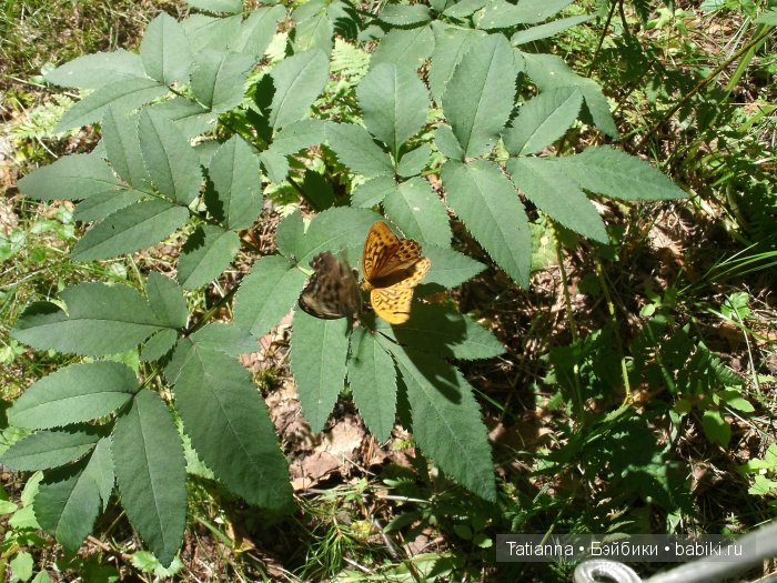 Турция? Египет? Липовка! Кукла Бонни, Иплхаус