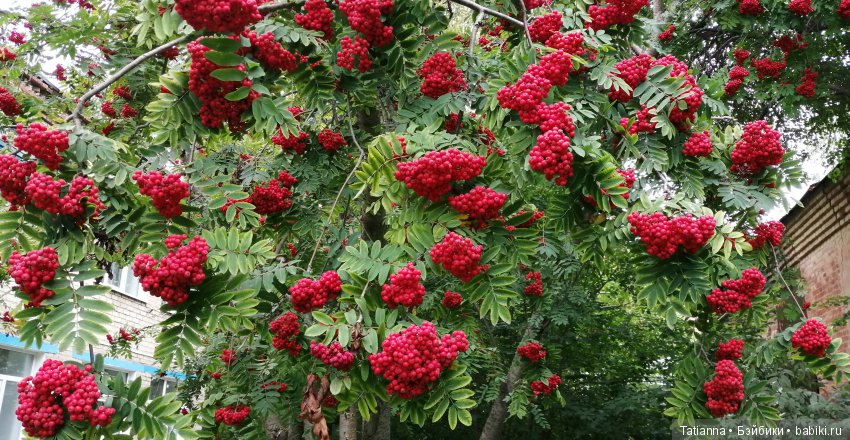 С любовью к Петербургу. К вам за советом