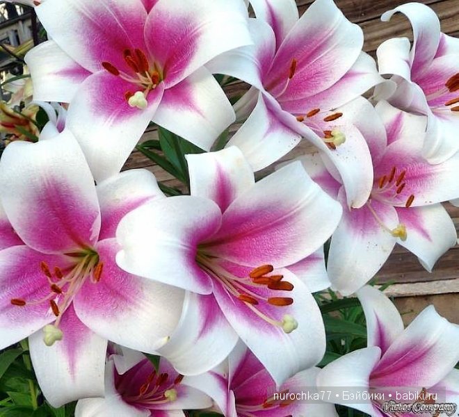 Незаметно пролетел год.. Моё семейство кукол (фото 2)