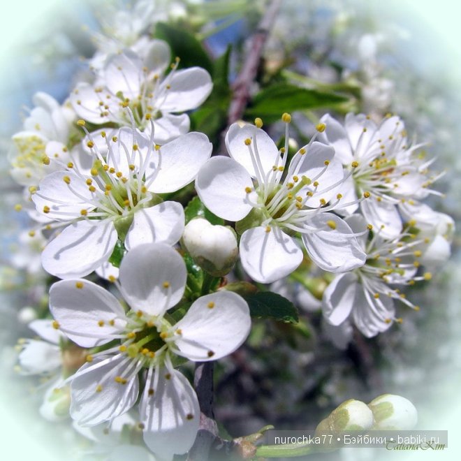 Моё семейство кукол