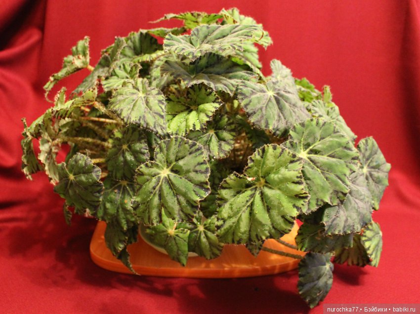 Мисс Бэйбики 2018. Презентация Маргариты