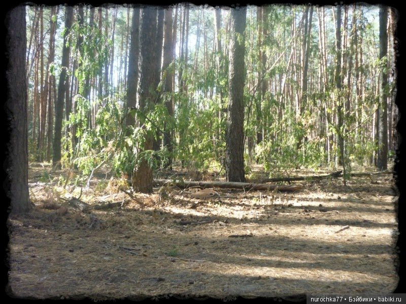 Возвращение Чёрной Розы. Куклы Gotz. ООАК