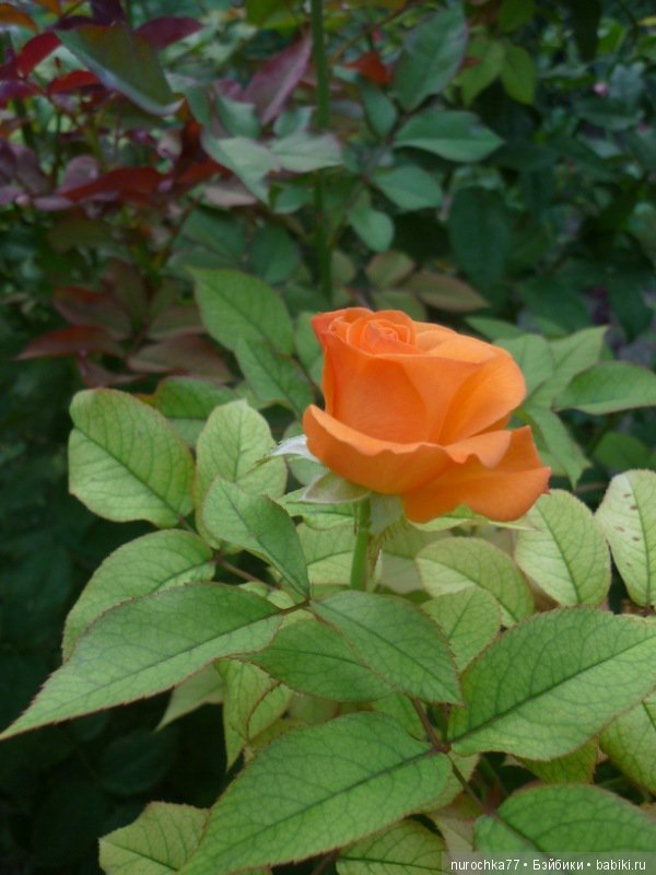 Ханночка Gotz (ООАК) на море