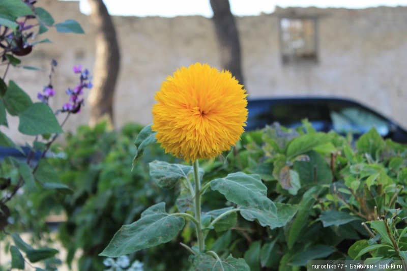 Фотоальбом. Жизель Готц (ООАК) и море