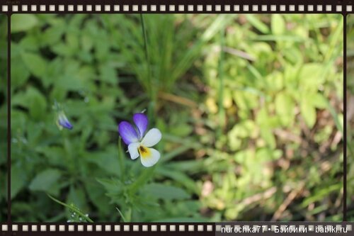 Нина Gotz. Шоколад — Куклы Gotz (Готц): Ханна (фото 2)