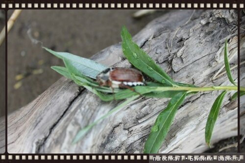 Нина Gotz. Шоколад — Куклы Gotz (Готц): Ханна