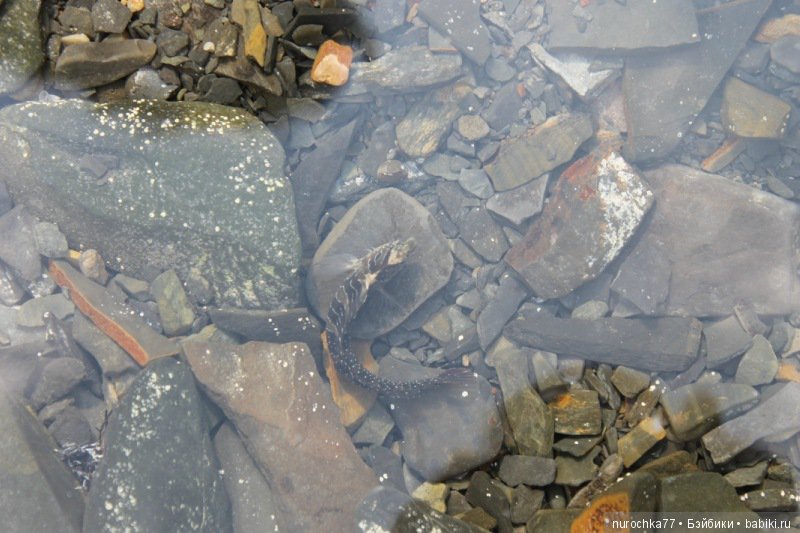 Фотоальбом. Жизель Готц (ООАК) и море