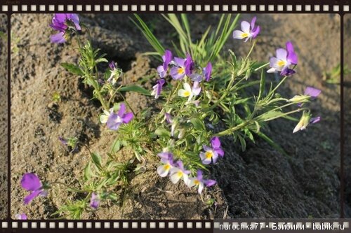 Нина Gotz. Шоколад — Куклы Gotz (Готц): Ханна