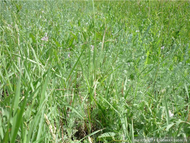 Сердце Соловьиного края — Туризм и путешествия: фотоотчеты из поездок