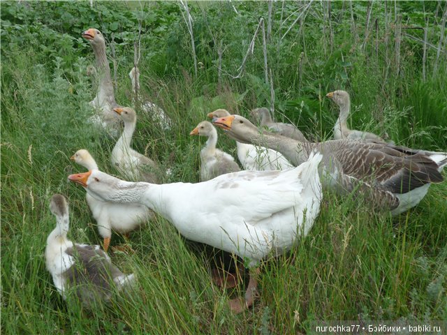 Сердце Соловьиного края — Туризм и путешествия: фотоотчеты из поездок