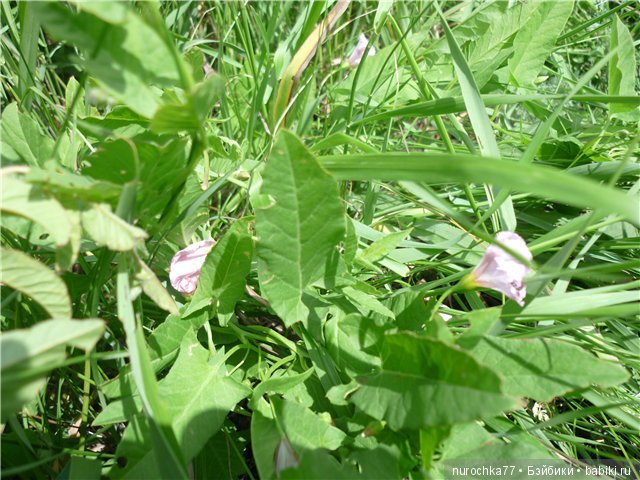 Сердце Соловьиного края — Туризм и путешествия: фотоотчеты из поездок