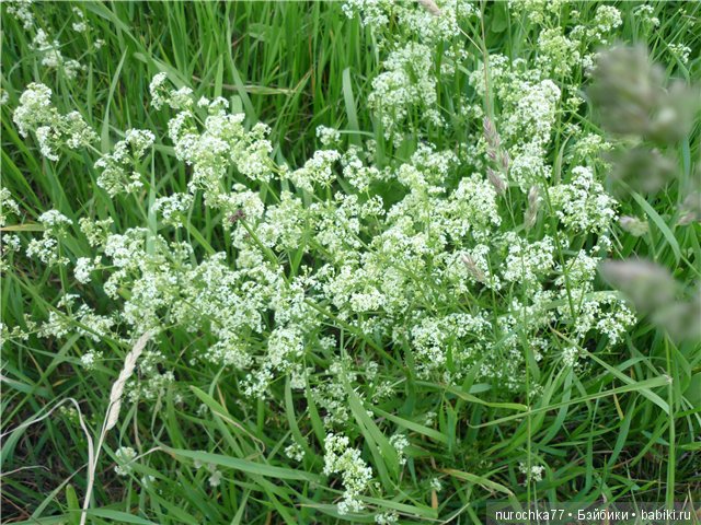 Сердце Соловьиного края — Туризм и путешествия: фотоотчеты из поездок