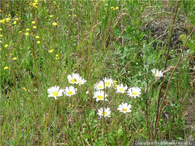 Сердце Соловьиного края — Туризм и путешествия: фотоотчеты из поездок
