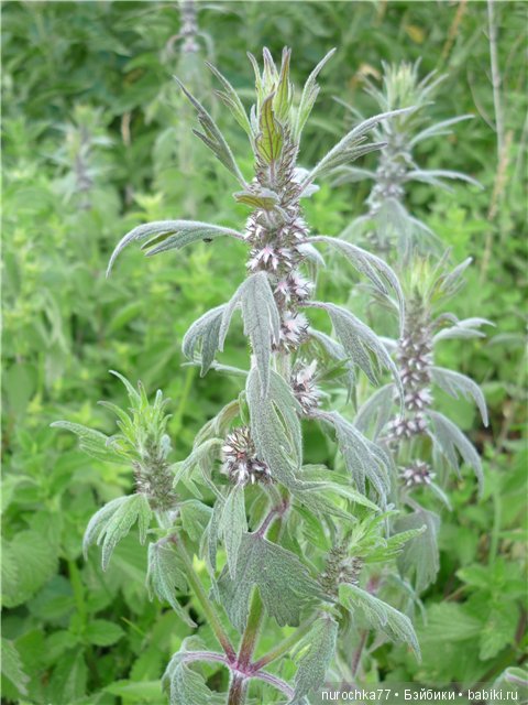 Сердце Соловьиного края — Туризм и путешествия: фотоотчеты из поездок