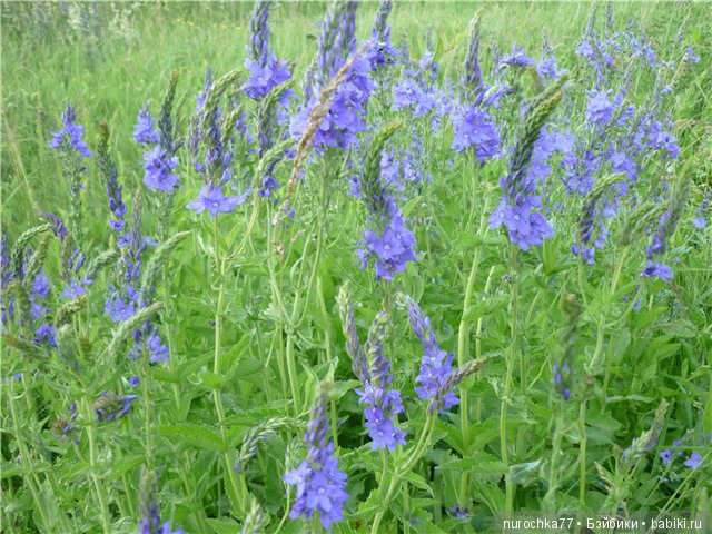 Сердце Соловьиного края — Туризм и путешествия: фотоотчеты из поездок