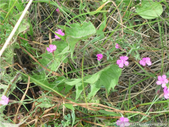 Сердце Соловьиного края — Туризм и путешествия: фотоотчеты из поездок